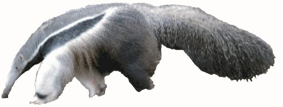 8. GANT ANTEATER a) What does EEP? EEP stands for European Endangered species breeding Programme.