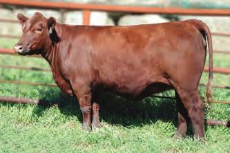 33 MARB 0.46 FAT-0.020 Pritara is a dark red, ultra complete, feminine, big volume Soldier daughter. She has brood cow written all over her! Her Dam, 640X has a production record of WR 108, YR 111.