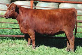 000 This soft made, easy fleshing daughter of Conquest with a pedigree not readily found in Canada. Her sire is a low birth calving ease bull with balanced EPD s -2.7/59/103/12/41.