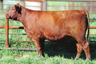 010 Valentine 305Z is an eye catching Soldier daughter with the hip, rib and front end to carry a halter all the way to the top of the class.