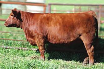 Her Dam, 317N has a production record on 10 calves of BW 86, WR: 100, YR: 107. She is poised to enter our donor program this spring.