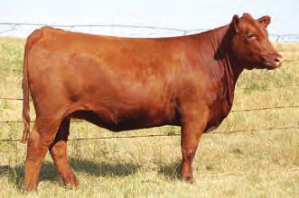 7 WW 41 YW 65 M 20 TM 40 REA-0.01 MARB 0.23 FAT 0.020 23Z is another natural calf out of one of our top donors, 37N.