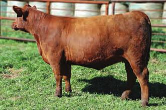 2 WW 51 YW 81 M 12 TM 37 REA-0.04 MARB 0.26 FAT 0.010 Front pasture female that adds performance, style and maternal substance.