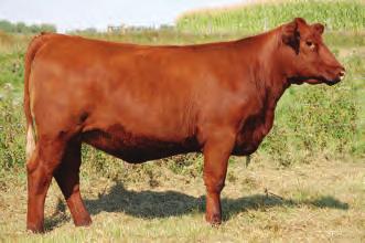 15 MARB 0.33 FAT-0.040 459Z is the second of the 771X bred heifers. She expresses the performance, muscle and structural soundness we strive to produce.