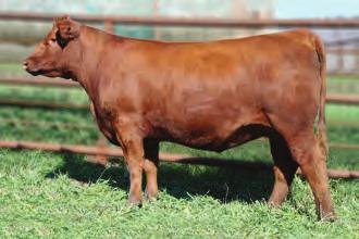 771X s daughters have impressed those that have seen them this fall. A-I: May 1/13 to Soldier Pasture: May 25-July 16 to Crossfire 38 RED LAZY MC BAYBERRY 113Z CBM 113Z March 21.