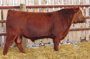 22 FAT 0.040 47R has been an outstanding producer with ratios on 7 calves of 109 & 103.