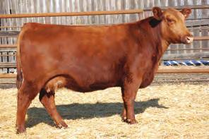 She was the maternal grand dam to the $10,000, 2012 US National Champion bull, Red Lazy MC Eye Spy 64Y owned with Welsh Prairie Red Angus.