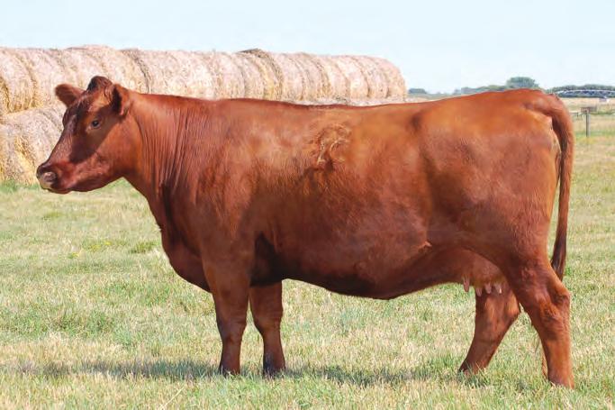 EmbryoInterest RED FCC RAMBO 502 RED SSS BOOMER 803B RED SSS MISS HIGH LASS 352X RED LAZY MC SMASH 41N RED