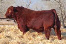 Her dam, 70N, is working for NCJ Cattle Co. and has a super bull calf at side again this year.
