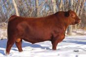 Lazy MC Star 30Z - $5000 Red Roundup heifer calf to Goad Angus, Alberta 3) Lazy MC Mighty 100Z - New