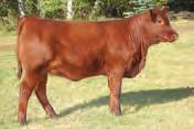 C.38cm 4) Red Lazy MC Star 108Z - $6800 2012 CowGirls sale topping heifer calf to Lakeview Ag &