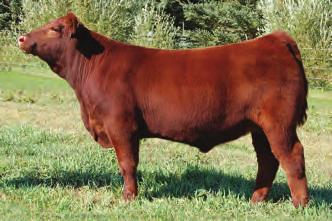 As with every year, we offer this purchasing opportunity with great anticipation and excitement. Red Lazy MC Trooper 21Y was the $20,000 selection for Lakeview Ag & Cattle, ID in the 2011 sale.