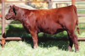 Johnson & Sons Ranching, AB 3) Red SSS Waycoe 276Z, 2012 CowGirls Sale feature to Jesse Nelson, OK - 2013 Denver National Show class winner 4) Red