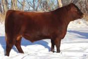1) Red Lazy MC Soldier 134Z, $7000 calving ease prospect owned by McMillen Ranches, SK 2) Red Lazy MC General 9Z, $6000 herd bull to commercial