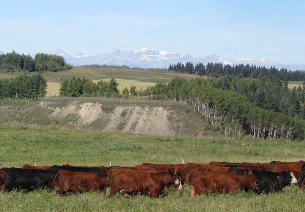 Commerial Heifers Hale Ranches Bassano,