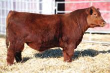 9030 24 head of Red Angus cross heifers Bred Red Angus Dayment Ranch