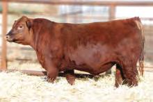 3936 25 head of Red Angus cross heifers Bred Red Angus Red Lazy MC General