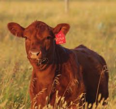 At Triple S and Lazy MC, our focus has always been on herd improvement for the commercial cattleman.