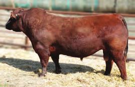We are confident in the siring ability of this top herd bull. He sells as Lot # 49. Owned by SSS, Lazy MC & A1 Land & Cattle Red Lazy MC Forum 223Y LDEL 223Y BD:Feb.21.