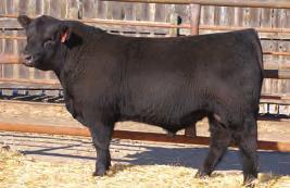 individual. Sired by Duff New Attraction and backed by the dam to Red Lazy MC Stout 30S; the sire of Cowboy Cut 26U and Stout 107U. Unique outcross genetics we re excited to have in our program.