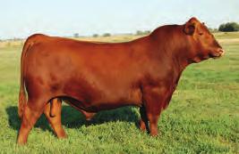 She is a top donor for A1 Land & Cattle, TX and Lazy MC. Honky Tonk s first calf crop was our top WW group for bulls and heifers. Semen available.