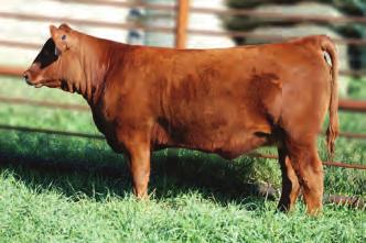 Others have used words like, growth, muscle, extra bone, deep, thick, feminine, wide based and the list goes on and on. Her sire 771X is becoming more recognized with each calf crop.