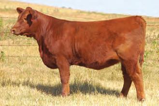 7 RED SSS VALENTINE 721A DYLN 721A 86lbs February 22.2013 Sept.