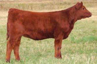 She is extremely stylish and will be entered in the fall shows. She is one to find on sale day.