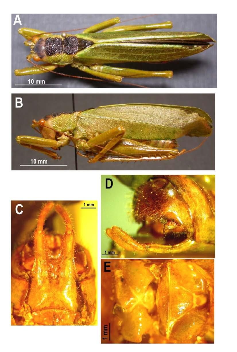 Bu z z e t t i FM. New Incanotus Beier (Orthoptera: Tettigoniidae) from Ecuador Figure 1. A-E Incanotus mariaelenae n.