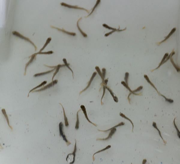 Davidson River School Releases Trout Fingerlings Sycamore Flats, Pisgah National Forest.