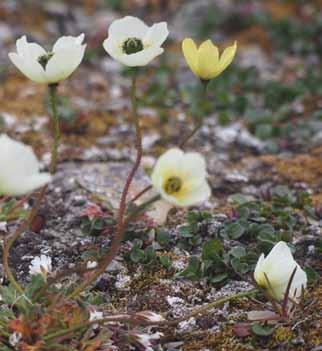 Arctic cottongrass Eriophorum scheuchzeri