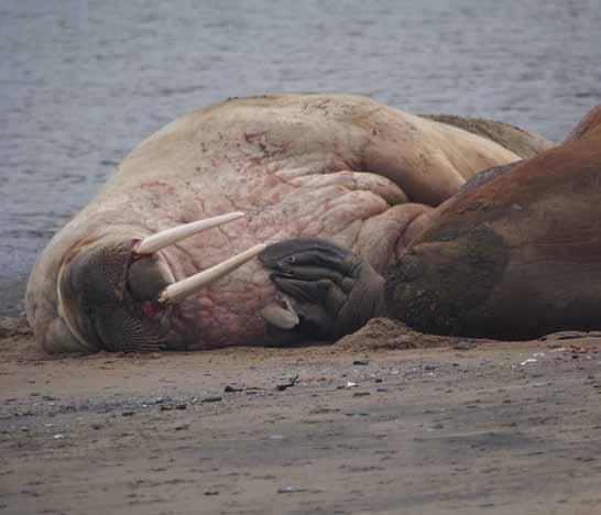 5 knots Wind Direction: NW Sea Temp: 3 C When seen at a distance, the front part of the head of the young walrus, without tusks, is not unlike the human face.