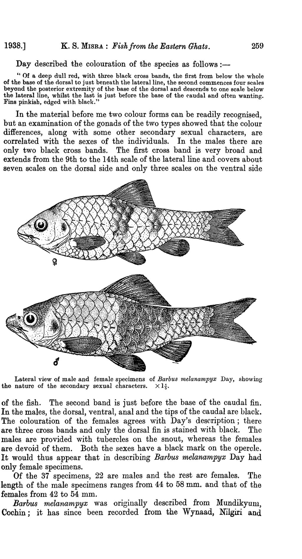 1938.] K. S. MISRA: Fishfrom the Eastern Ghats.