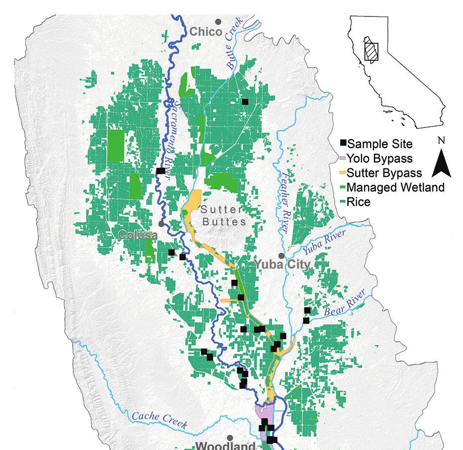 In the 2017 pilot year, the Fish Food on Floodplain Farm Fields Project surveyed existing wetland habitat types over a broad swath of the Sacramento Valley, both inside and outside of the levees.