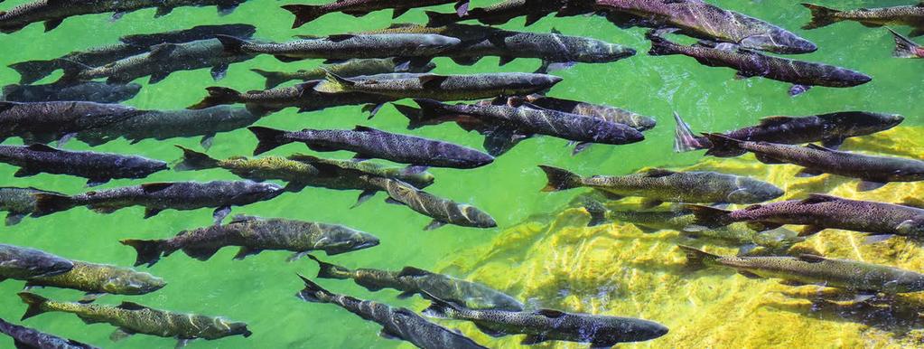 Sacramento River Basin Improving Conditions for Salmon PROGRAMS AND PROJECTS IMPLEMENTED SINCE 2000 For the past decades, water resources managers have been working with state and federal agencies