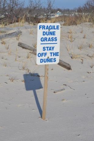 The dune is now over 1 m high and the beach grass is colonizing neighboring properties.