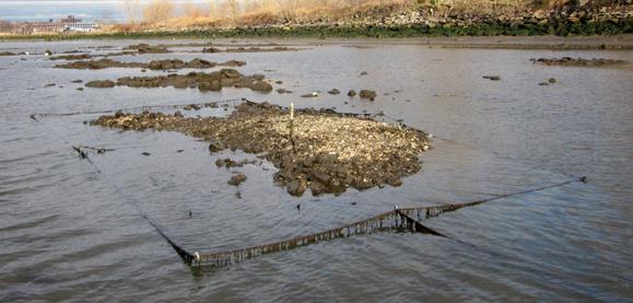 3.2.4 Oyster Reefs Marsh sills are also formed with oyster reefs, constructed of bagged or loose oyster shell, to provide the same erosion control as rock sills, but with additional ecosystem