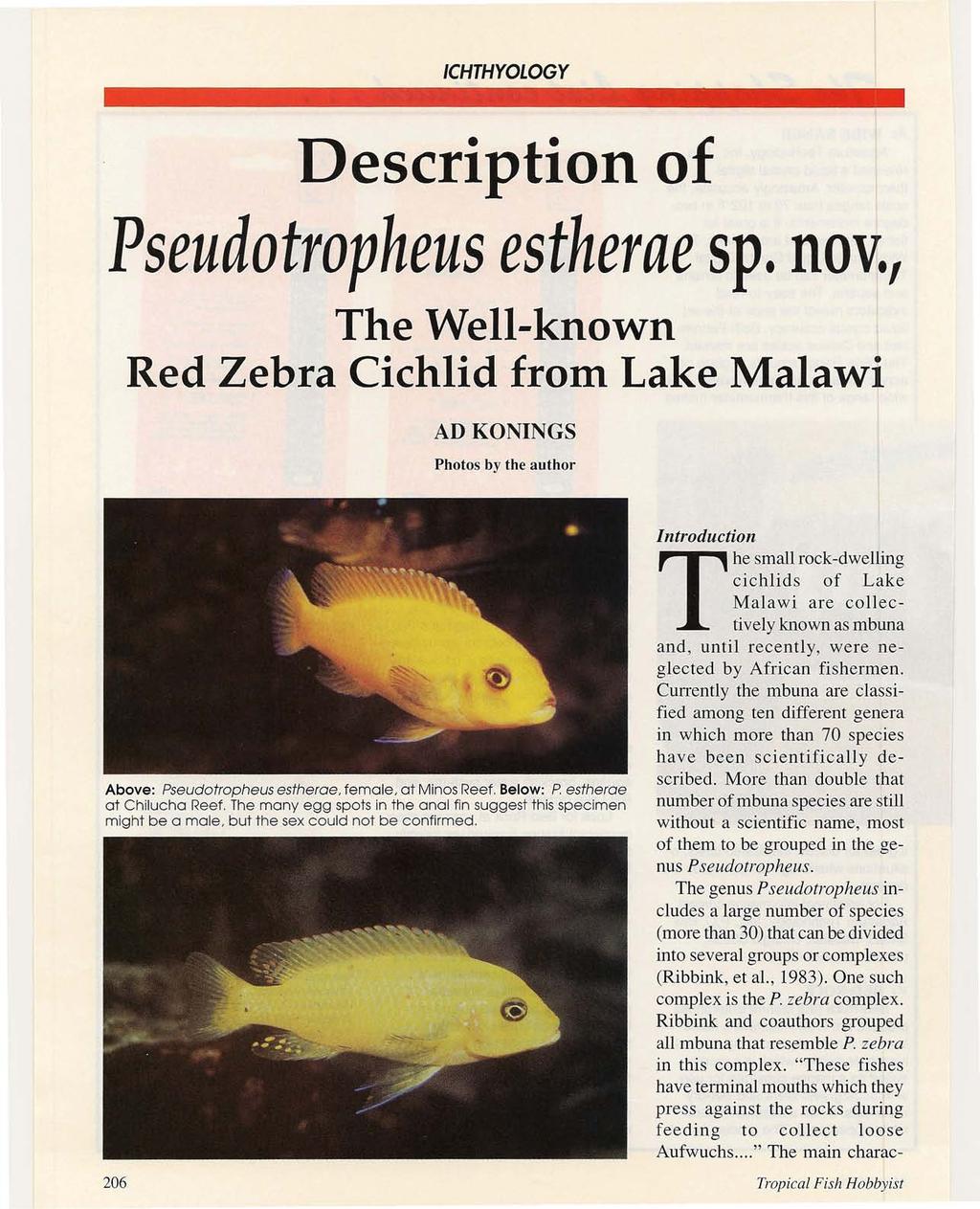 Description of Pseudotropheus estherae sp. nov., The Well-known Red Zebra Cichlid from Lake Malawi AD KONINGS Photos by the author Above: Pseudotropheus esttietoe.