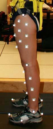 Optical, marker-based motion capture data was collected using a Point Cluster Technique (Andriacchi et al., 1998).