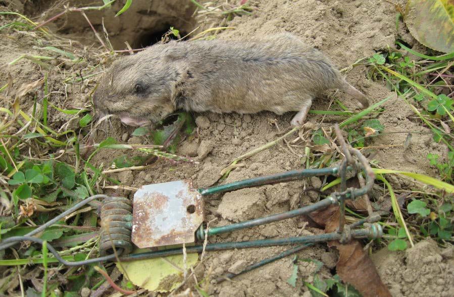 Control Options Trapping Control of small populations of ground squirrels, gophers,