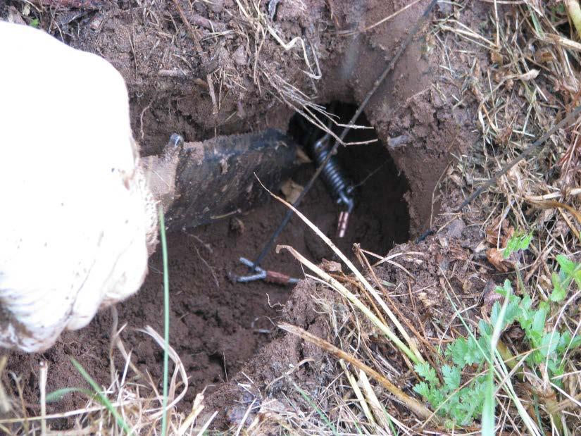 Control Options Trapping Pocket gophers Has many positive attributes including: