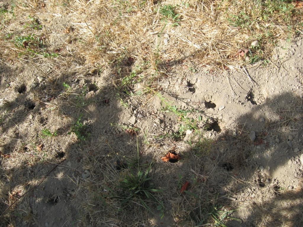 Species Identification (Pocket Gophers) They feed on grape root systems and can girdle grapevines weakening and/or