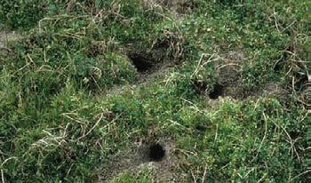 Species Identification (Meadow Voles) Dig shallow burrows and leave well-worn