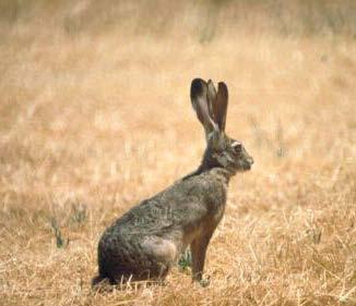 Species Identification (Hares & Rabbits) Jackrabbits are hares, but they are the most common rabbit-like pest.