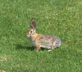 Species Identification (Hares & Rabbits) Cottontails are true rabbits.
