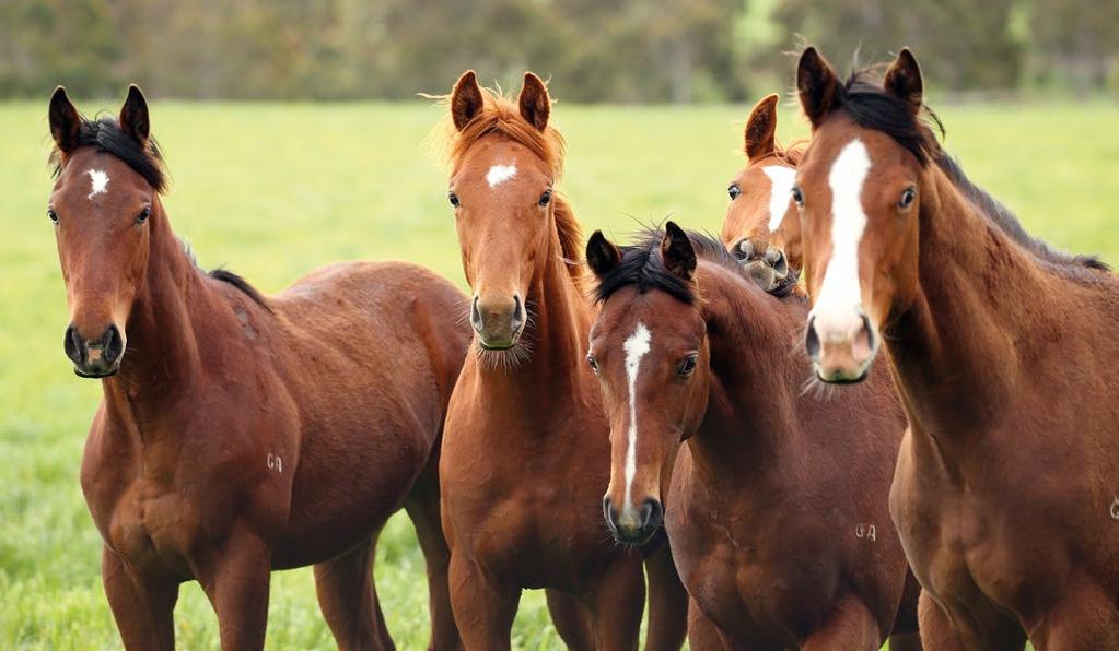 AIM 1 Consolidate and advance knowledge, policies, guidelines and practices where there is scope to improve outcomes for horses. 1. Conduct research to trace the lifecycle of 2010 and 2015 Victorian thoroughbred foals, in line with the completed 2005 study.