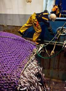 Restoring the health of European fish stocks to levels where they can be sustainably fished and consuming only what we can safely fish is the way to stop this growing dependence This briefing is