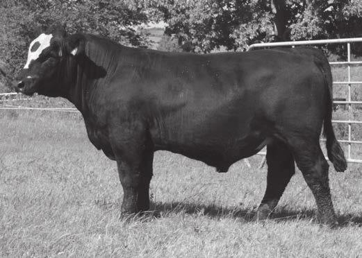 Guarantees: We guarantee that all bulls sold by us are fertile as tested by Kansas Artificial Breeding Service Unit and have passed a Breeding Soundness examination