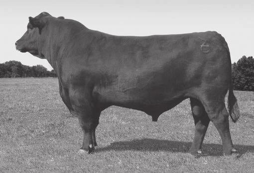 03 IMF REA Rump Fat Rib Fat Scrotal 39 Our only Tex X this fall but a very standout herdsire prospect.