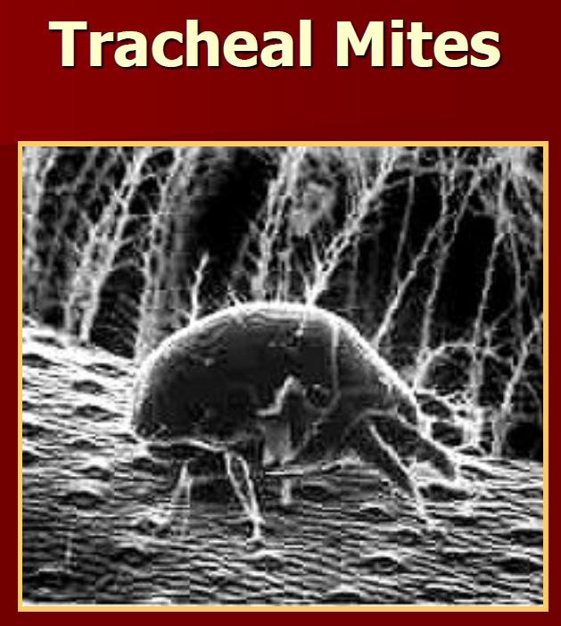 ODA State Apiarist Tracheal Mites have pretty much disappeared in the US and